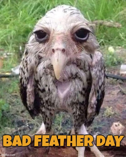 BAD FEATHER DAY | image tagged in memes,birds,feathers,funny | made w/ Imgflip meme maker