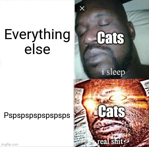 Cats in a nutshell | Everything else; Cats; Pspspspspspspsps; Cats | image tagged in memes,sleeping shaq | made w/ Imgflip meme maker