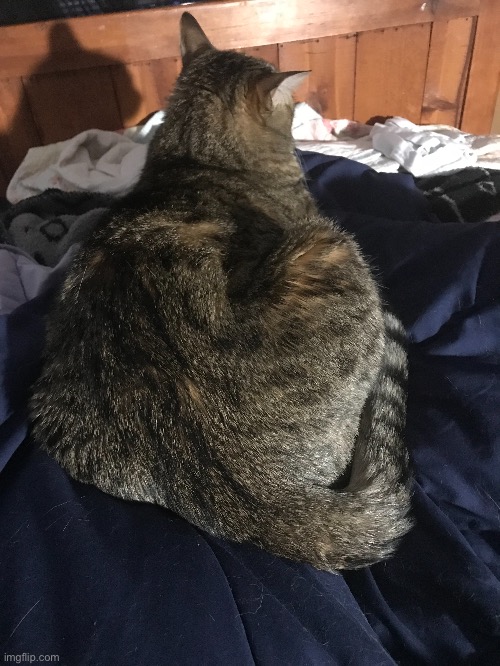 she loaf | made w/ Imgflip meme maker