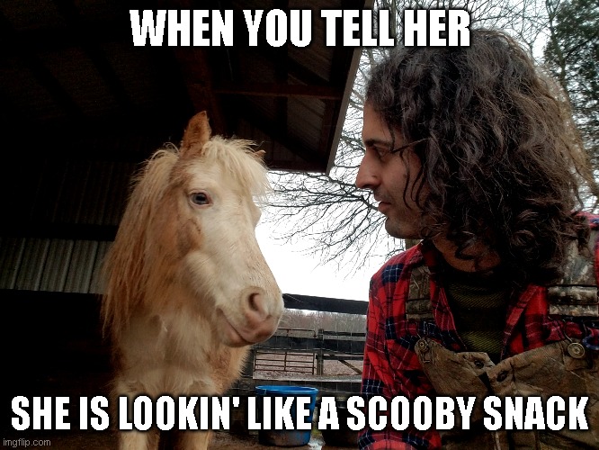 WHEN YOU TELL HER; SHE IS LOOKIN' LIKE A SCOOBY SNACK | image tagged in memes | made w/ Imgflip meme maker