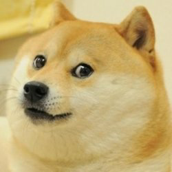 doge see nobody cares Blank Meme Template