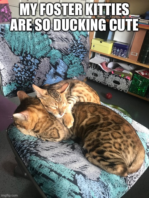 MY FOSTER KITTIES ARE SO DUCKING CUTE | image tagged in kitty | made w/ Imgflip meme maker