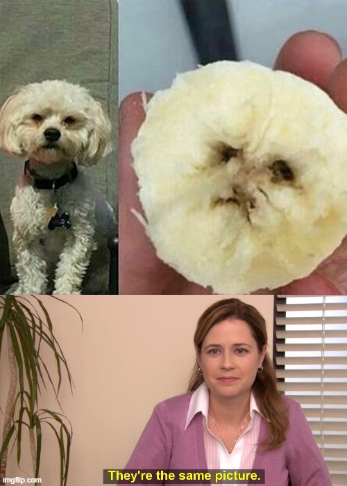 this banana looks like a dog | image tagged in memes,they're the same picture | made w/ Imgflip meme maker