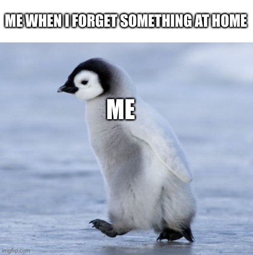 Lil penguin | ME WHEN I FORGET SOMETHING AT HOME; ME | image tagged in penguin | made w/ Imgflip meme maker