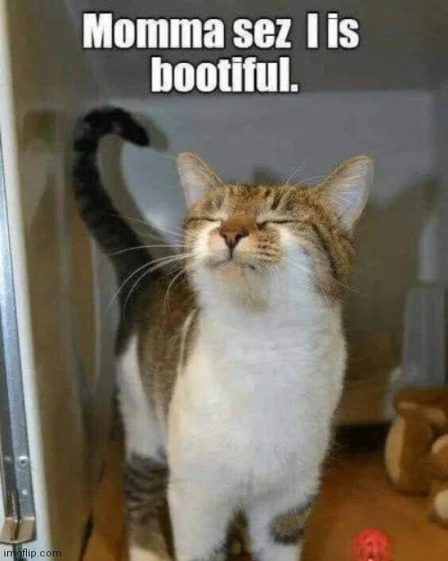 Narcissistic cat | image tagged in love,self,beauty | made w/ Imgflip meme maker
