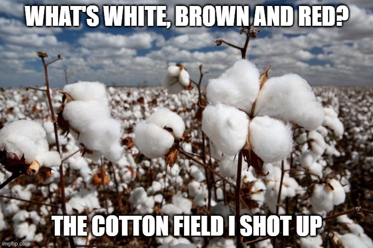 Massacre | WHAT'S WHITE, BROWN AND RED? THE COTTON FIELD I SHOT UP | image tagged in cotton fields forever | made w/ Imgflip meme maker