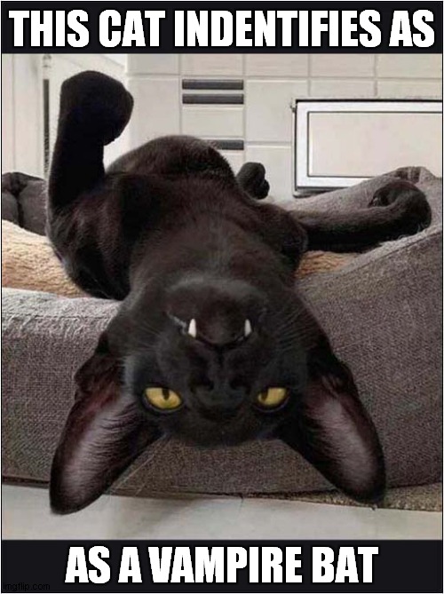 He Wants Your Blood ! | THIS CAT INDENTIFIES AS; AS A VAMPIRE BAT | image tagged in cats,identity crisis,vampire,bats | made w/ Imgflip meme maker