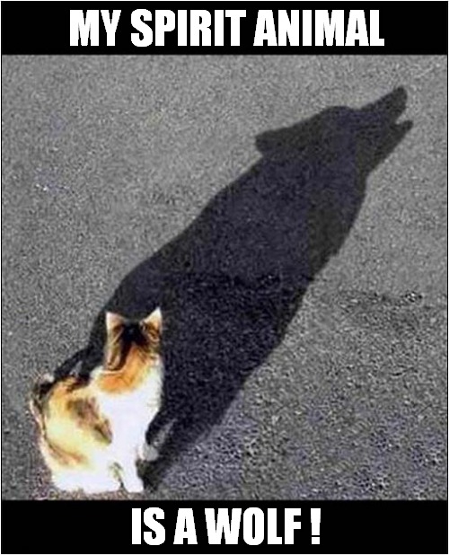 Cat Reveals His Dark Side ! | MY SPIRIT ANIMAL; IS A WOLF ! | image tagged in cat,spirit animal,wolf,dark side | made w/ Imgflip meme maker