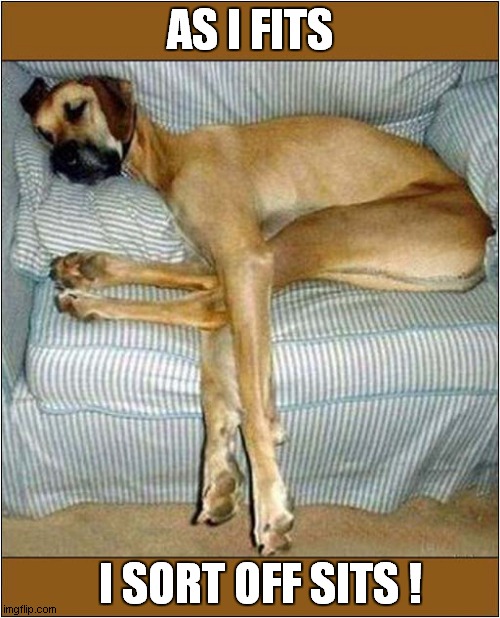 Dog Too Big For Chair ! | AS I FITS; I SORT OFF SITS ! | image tagged in dogs,great dane,too big,chair | made w/ Imgflip meme maker