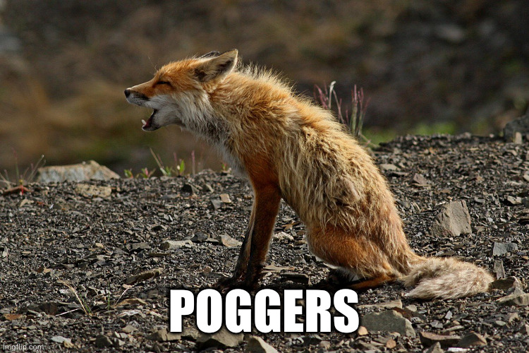 poggerFox |  POGGERS | image tagged in poggers,fox | made w/ Imgflip meme maker