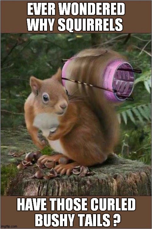 A Secret Of Nature Revealed ! |  EVER WONDERED WHY SQUIRRELS; HAVE THOSE CURLED
 BUSHY TAILS ? | image tagged in fun,squirrels,tails,curlers | made w/ Imgflip meme maker