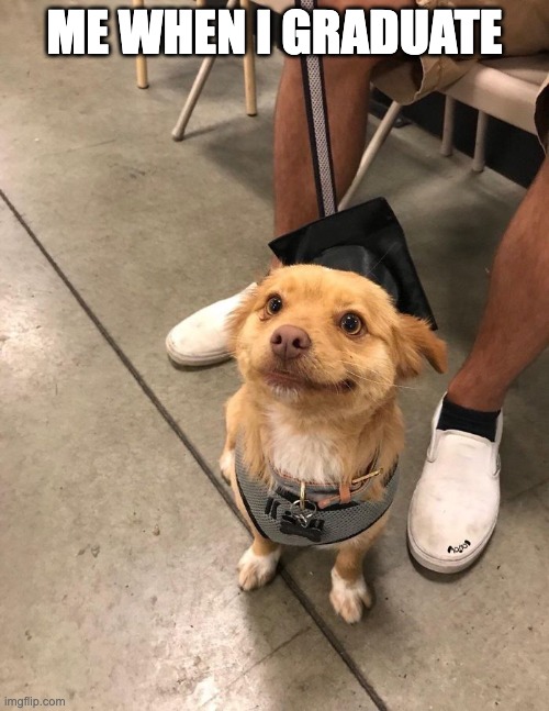 Upvote if cute!!!! | ME WHEN I GRADUATE | image tagged in cute puppies | made w/ Imgflip meme maker