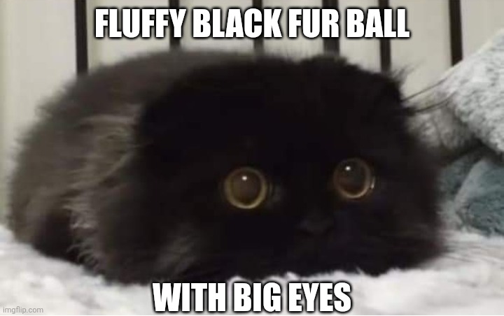 FLUFFY BLACK FUR BALL; WITH BIG EYES | image tagged in cat,cats | made w/ Imgflip meme maker