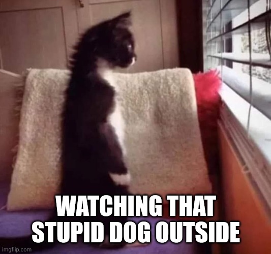 Keeping tabs on the dog | WATCHING THAT STUPID DOG OUTSIDE | image tagged in cat,dog | made w/ Imgflip meme maker