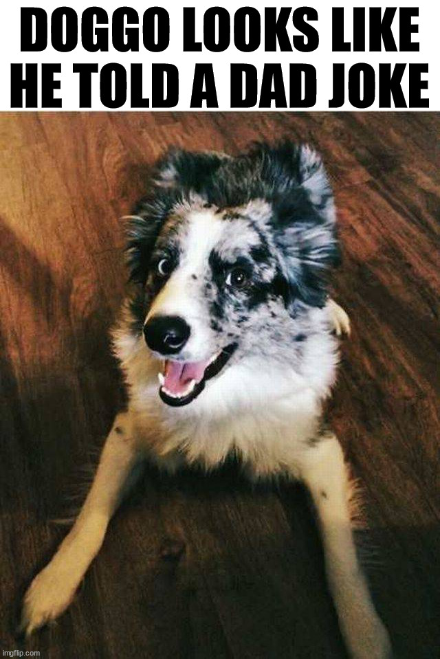 DOGGO LOOKS LIKE HE TOLD A DAD JOKE | image tagged in dogs | made w/ Imgflip meme maker