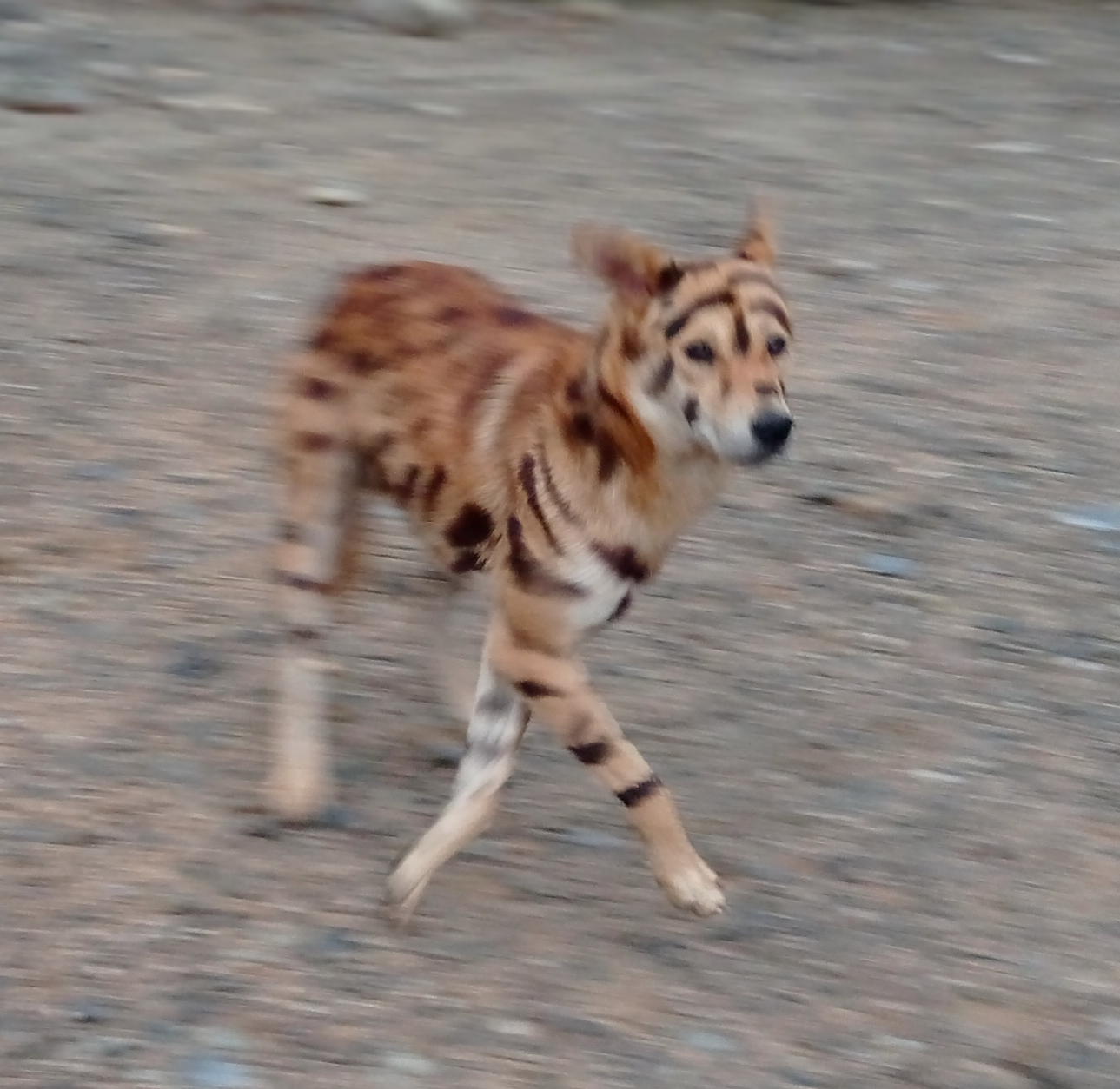 High Quality Tiger Dog Blank Meme Template