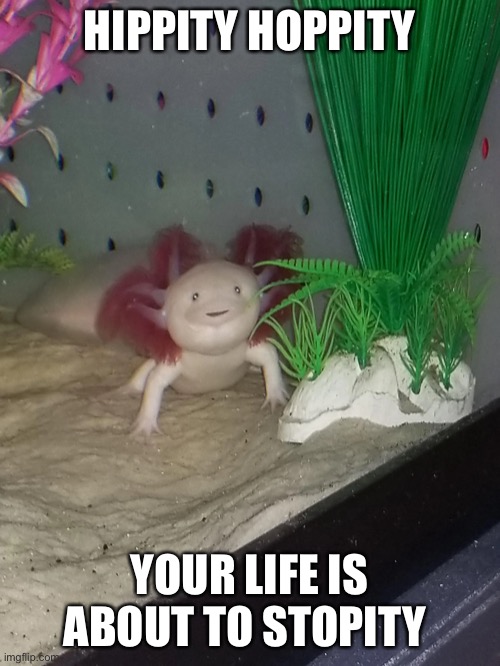 Cursed axolotl |  HIPPITY HOPPITY; YOUR LIFE IS ABOUT TO STOPITY | image tagged in axolotl,meme | made w/ Imgflip meme maker