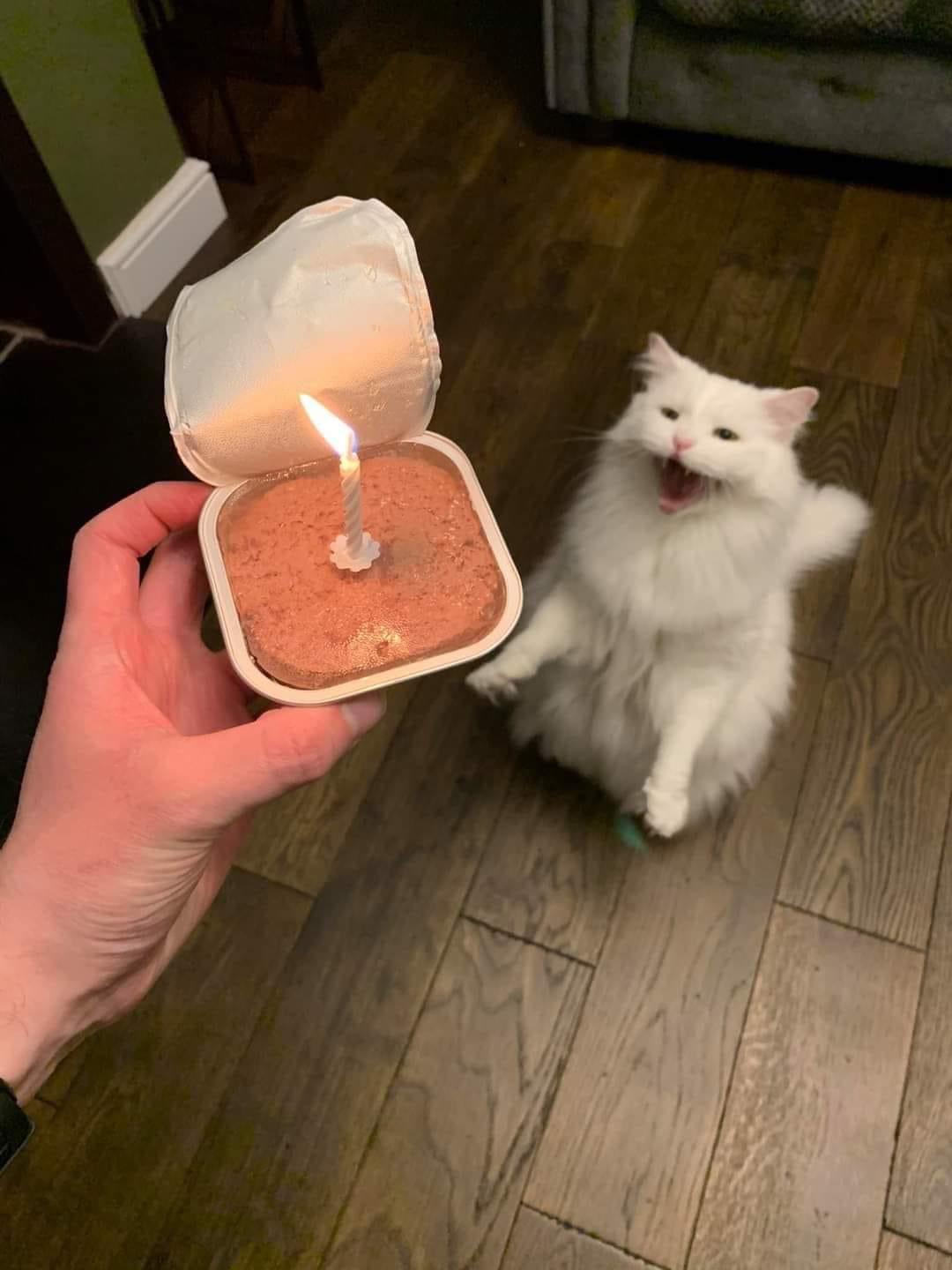 cat birthday candle Blank Meme Template