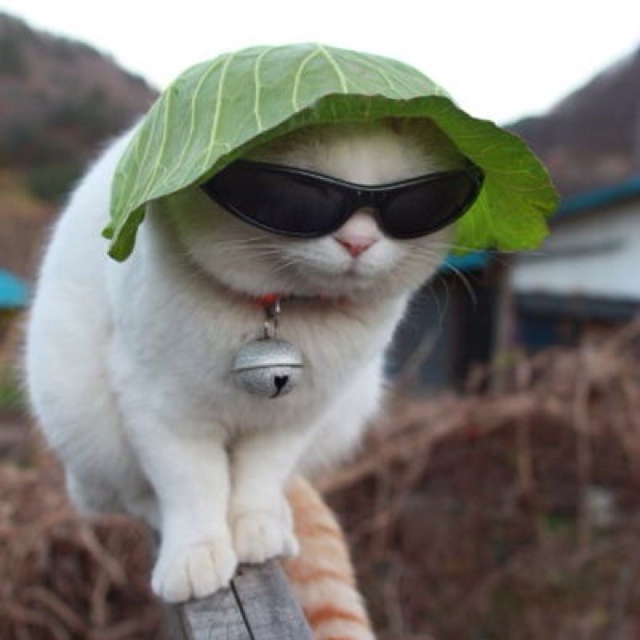 image tagged in cats,animals