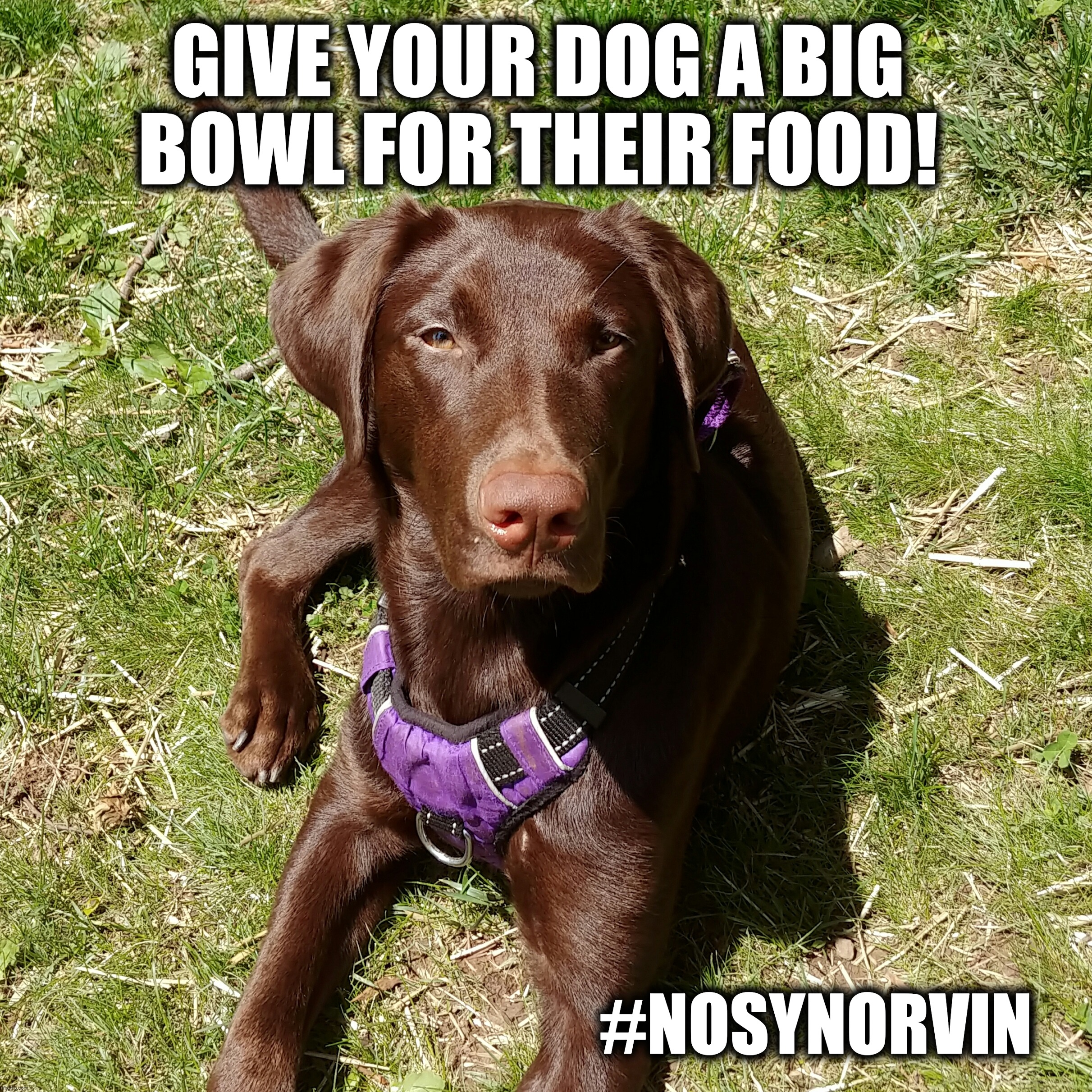Dog Top of the Day |  GIVE YOUR DOG A BIG 
BOWL FOR THEIR FOOD! #NOSYNORVIN | image tagged in nosynorvin,dogs,funny,cute,tip of the day,memes | made w/ Imgflip meme maker