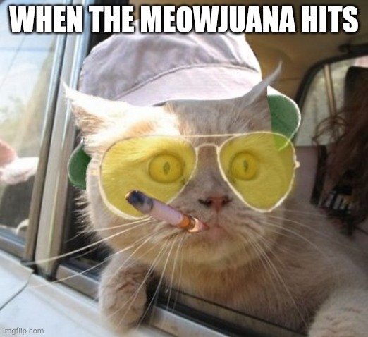 Fear And Loathing Cat Meme | WHEN THE MEOWJUANA HITS | image tagged in memes,fear and loathing cat | made w/ Imgflip meme maker