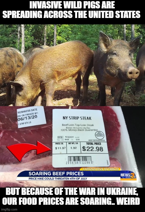 pigs are the most edible animal on earth- |  INVASIVE WILD PIGS ARE SPREADING ACROSS THE UNITED STATES; BUT BECAUSE OF THE WAR IN UKRAINE, OUR FOOD PRICES ARE SOARING.. WEIRD | image tagged in facts,stupid liberals,political meme,political humor,comprehending joey | made w/ Imgflip meme maker