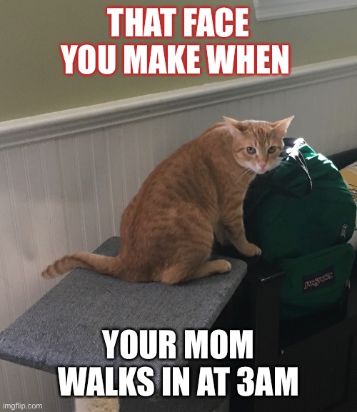Guilty Cat | THAT FACE YOU MAKE WHEN; YOUR MOM WALKS IN AT 3AM | image tagged in guilty cat | made w/ Imgflip meme maker