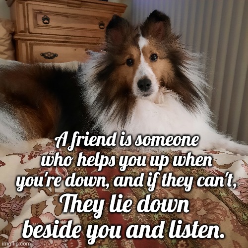 A Sheltie Friend | A friend is someone who helps you up when you're down, and if they can't, They lie down beside you and listen. | image tagged in friend,sheltie,listen | made w/ Imgflip meme maker