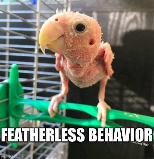 FEATHERLESS BEHAVIOR | made w/ Imgflip meme maker