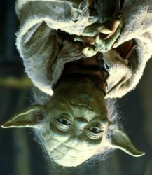 Yoda don't cares Blank Meme Template