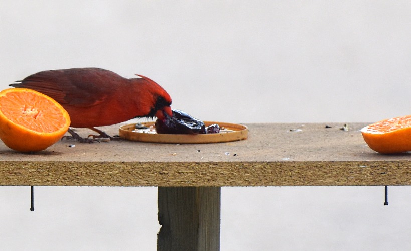 cardinal eating jelly | image tagged in cardinal,jelly | made w/ Imgflip meme maker