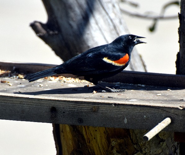 redwing blackbird | image tagged in redwing,blackbird | made w/ Imgflip meme maker
