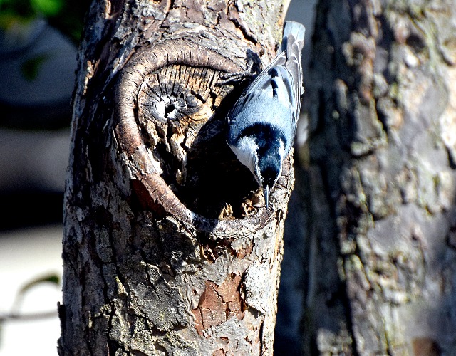 nuthatch | image tagged in nuthatch,bird | made w/ Imgflip meme maker