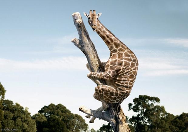 Scared Giraffe | image tagged in scared giraffe | made w/ Imgflip meme maker