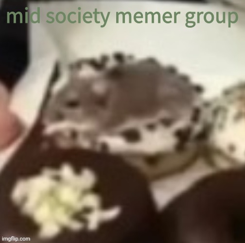 aww the mouse | mid society memer group | image tagged in aww the mouse | made w/ Imgflip meme maker