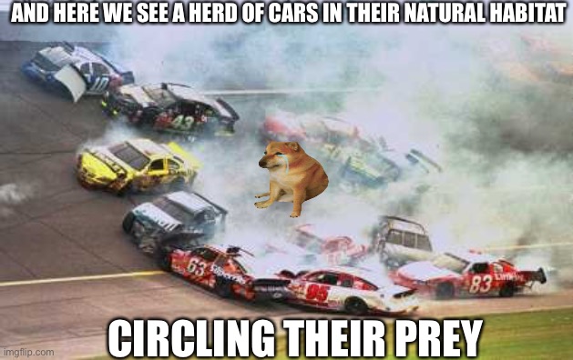 Because Race Car Meme | AND HERE WE SEE A HERD OF CARS IN THEIR NATURAL HABITAT; CIRCLING THEIR PREY | image tagged in memes,because race car | made w/ Imgflip meme maker