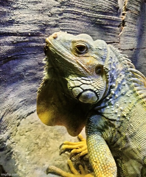 so I went to the aquarium look at this dope ass iguana | made w/ Imgflip meme maker