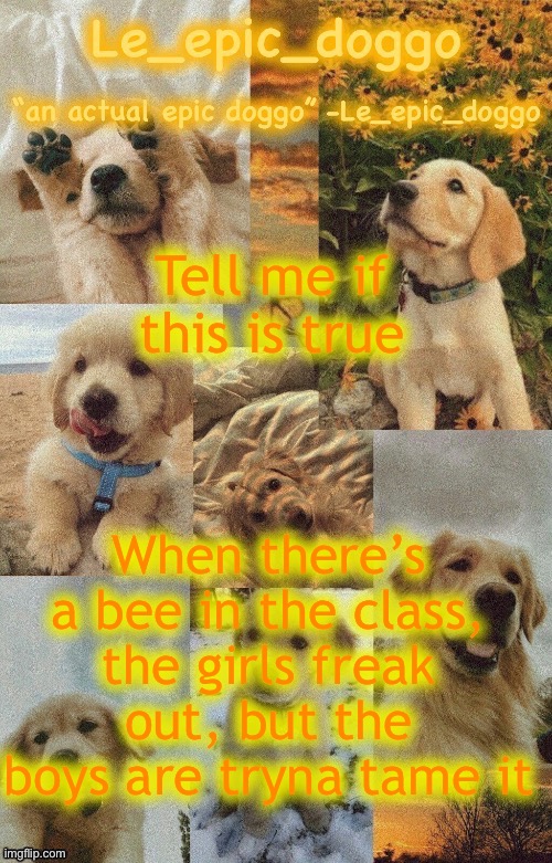 “C’MERE BARRY!” | Tell me if this is true; When there’s a bee in the class, the girls freak out, but the boys are tryna tame it | image tagged in doggo temp by doggo wait what that s confusing | made w/ Imgflip meme maker