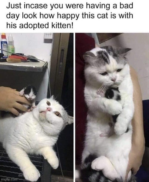 Cat adopts a kitten | image tagged in cute,wholesome,animals,cat,cats | made w/ Imgflip meme maker