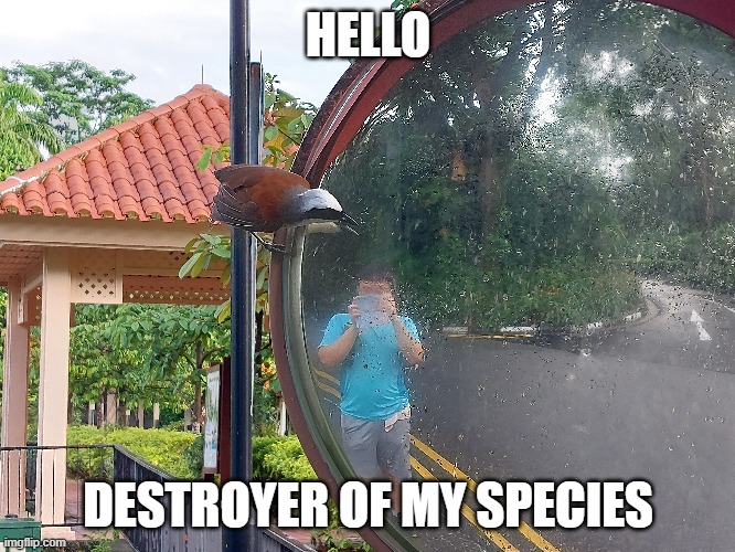 I think there is a plan | HELLO; DESTROYER OF MY SPECIES | image tagged in meme,funny,bird,coming,to,kill | made w/ Imgflip meme maker