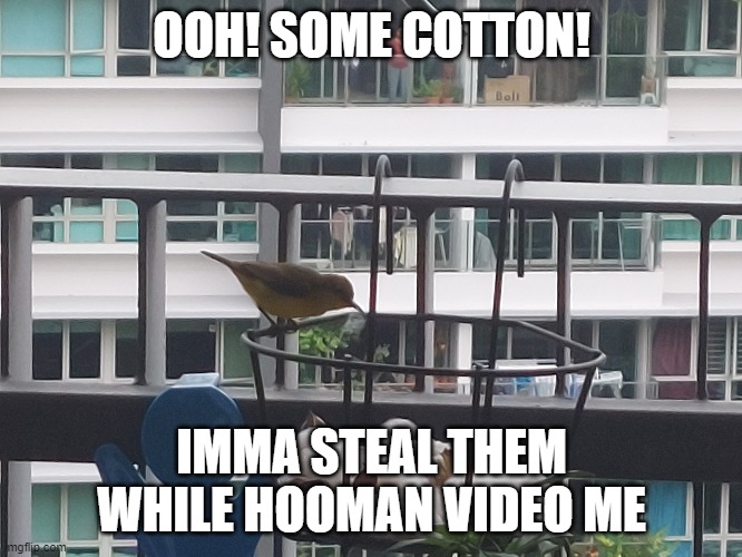 imm steal cotton | OOH! SOME COTTON! IMMA STEAL THEM WHILE HOOMAN VIDEO ME | image tagged in meme,bird,stealing,cotton | made w/ Imgflip meme maker