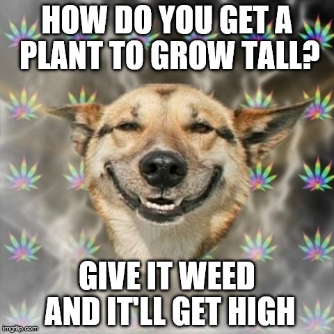Stoner Dog | HOW DO YOU GET A PLANT TO GROW TALL? GIVE IT WEED AND IT'LL GET HIGH | image tagged in memes,stoner dog | made w/ Imgflip meme maker