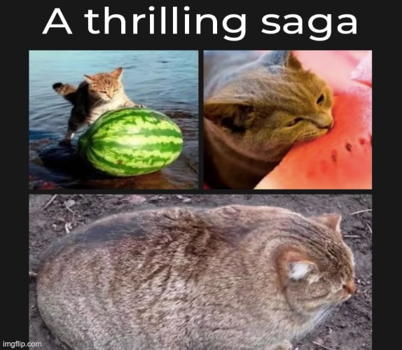 Watermelon Cat | image tagged in memes,funny,cats,cute,watermelon | made w/ Imgflip meme maker