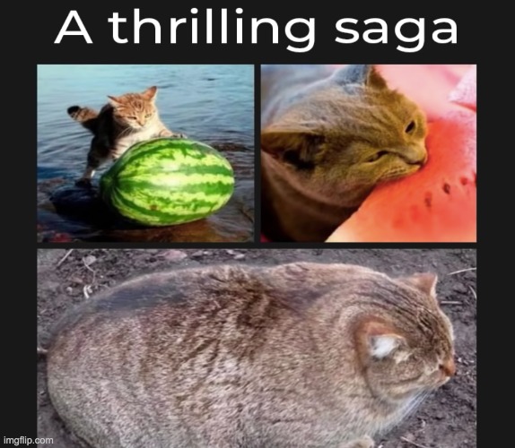 cats in watermelon