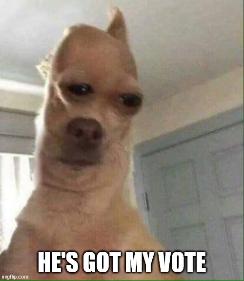 Squashed Doggo | HE'S GOT MY VOTE | image tagged in squashed doggo | made w/ Imgflip meme maker