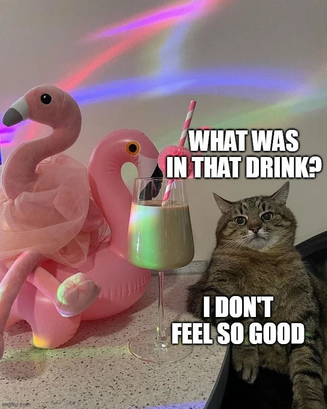  WHAT WAS IN THAT DRINK? I DON'T FEEL SO GOOD | image tagged in meme,memes,cat,cats,humor | made w/ Imgflip meme maker