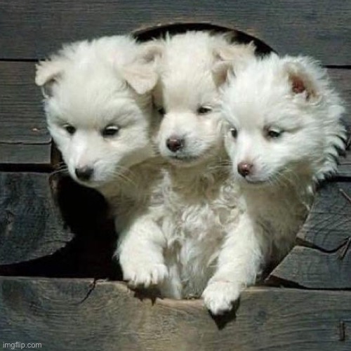 {McNote: Cute Cerberus} | made w/ Imgflip meme maker