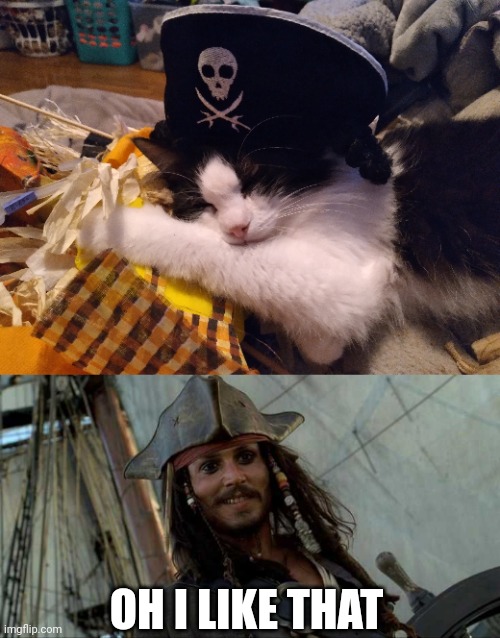 I GOT MY CAT A PIRATE HAT | OH I LIKE THAT | image tagged in cats,funny cats,pirate,jack sparrow,pirates of the caribbean | made w/ Imgflip meme maker