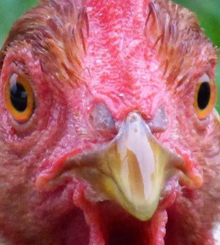 High Quality Chicken face stare Blank Meme Template