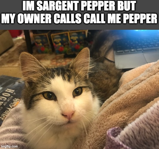 This is my cat and I do Call him Pepper | IM SARGENT PEPPER BUT MY OWNER CALLS CALL ME PEPPER | image tagged in fluffy | made w/ Imgflip meme maker